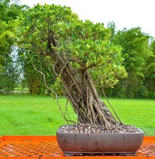 100+ Tiger Bark Ficus Seeds |