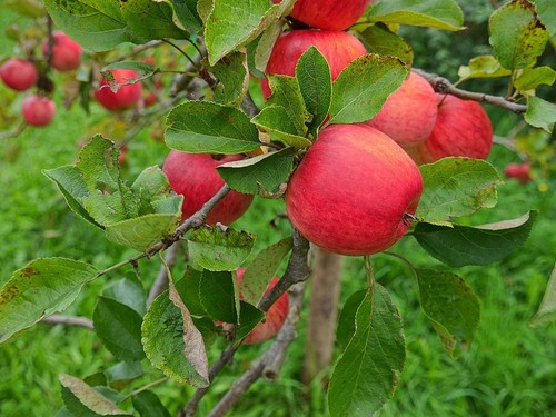 Winterharte groß fruchtige - 2,