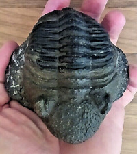 drotops megalomanicus