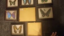 Schmetterlingssammlung Entomologie, Morpho Im Schaukasten, Echte Schmetterlinge