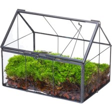 Elegantes Mini Glas Terrarium