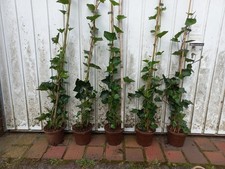 10× Hedera Hibernica Die Starter Heckenpflanzen