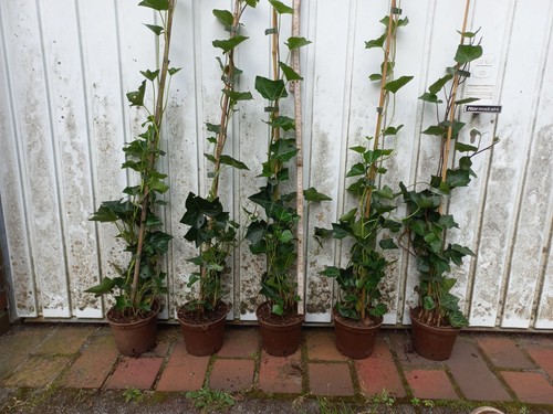 Hedera hibernica die - 5,