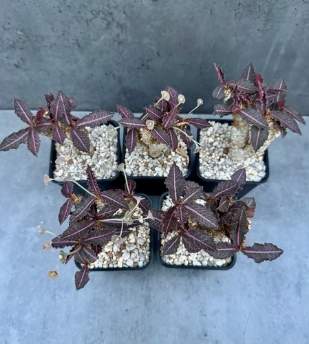 Euphorbia francoisii