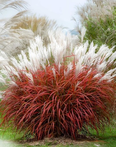 Miscanthus sinensis - 1,