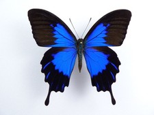 Papilio telegonus ssp