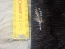 Eichelhäher Feder 6 Schmuck Tracht Hut Gesteck Deko Hut Schmuck Basteln Ohrringe