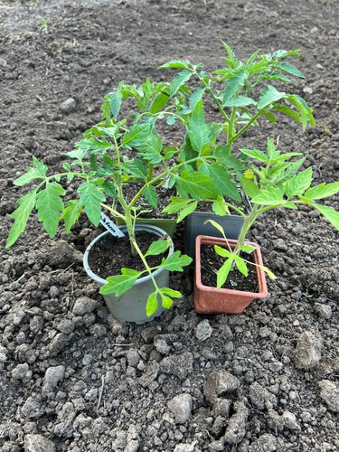 Tomatenpflanzen topf - 4,