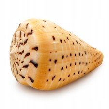 Conuss Betullinus Muschel