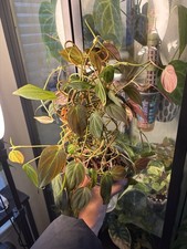 Philodendron micans live - micans,