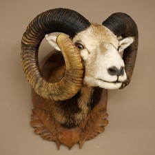 Mufflon (Ovis gmelini musimon)