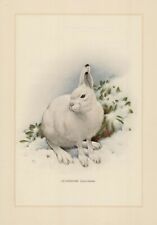 Schneehase Lepus timidus Farbdruck von 1959  Zoologie