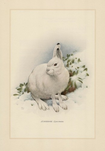 Schneehase lepus timidus - schneehase,