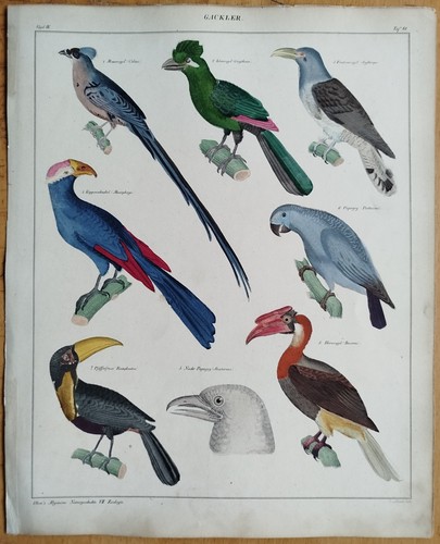 Papagei tukan hornvogel oken - papagei,