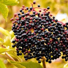 Schwarzer Holunder Sampo 2L -