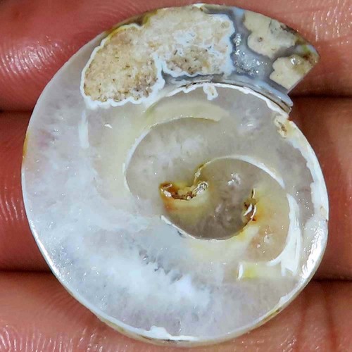 Natürlich fossil - ct,