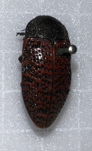 Buprestidae stigmodera - buprestidae:,