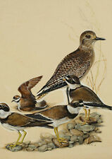 Jürgen Ritter (1925-2010) antikes Aquarell Vögel Regenpfeifer Dircksen Malerei