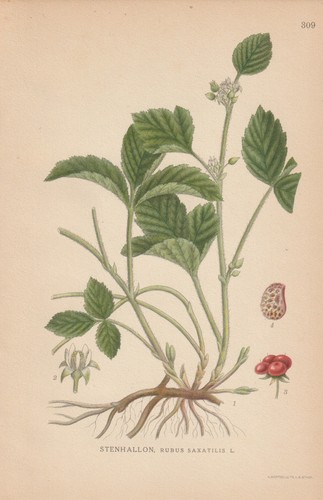 Steinbeere - , (rubus