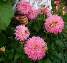 Dekorative Dahlie Pinelands Princess D15-20 H120 1 Wurzelstock.