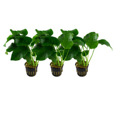 Aquarium Pflanze 3 Stück Anubias barteri Wasserpflanze Deko AquaOne Nr.301A Set
