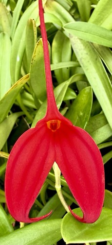 Masdevallia lovley red - masdevallia, new