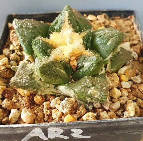 Ariocarpus auf eigenen - ,
