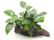 Zwergspeerblatt auf Wurzel mit Sauger - Anubias barteri var. nana Aquarium Deko