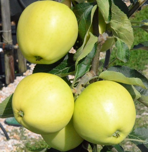 Weißer klarapfel früher - weißer,
