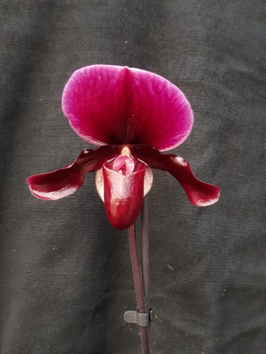 Orchidee frauenschuh black - orchidee, "black