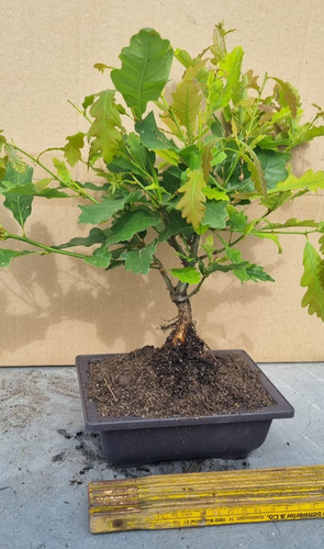 Bonsai eichenbaum quercus - eichenbaum,