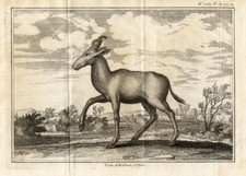 2 antike Drucke - HARTEBEEST -