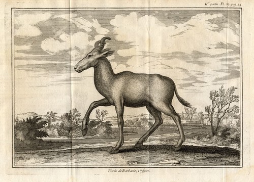 Antike drucke hartebeest - -,