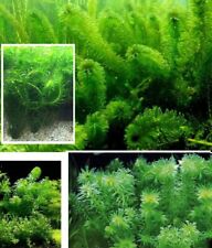 schnellwachsende grüne Aquariumpflanzen gegen Algen im Aquarium Wasserpest Deko