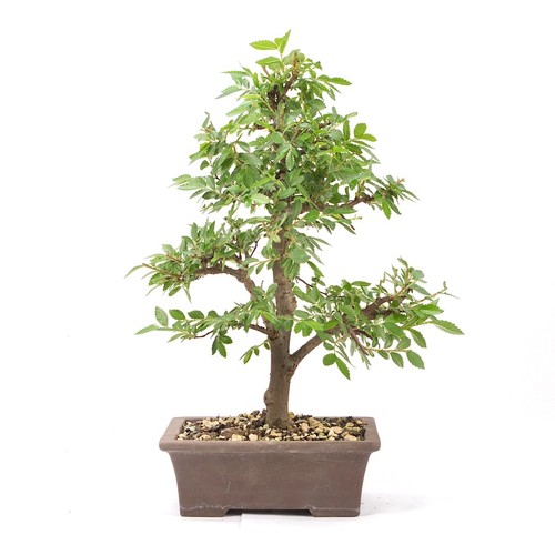 Bonsai japanische ulme ulmus - ulme, 'ulmus