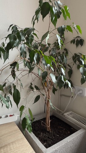 plant