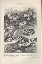 Lithografien 1907: Frösche I/II. Springfrosch Kaulquappe Laubkleber Kröte Unke