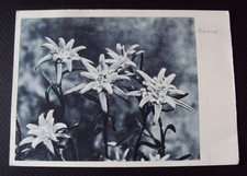 antike Ansichtskarte Edelweiß Kunstverlag Franz Schmidt Stuttgart super schön