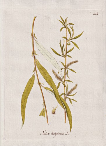 Trauerweide babylon willow - trauerweide,