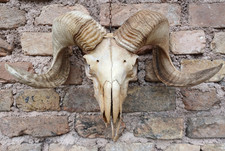 echter Tierwidder Schafschädel Taxidermie Knochen große Hörner