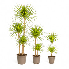 Exotenherz Drachenbaum -