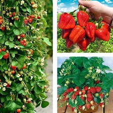 10 Stk. Erdbeerpflanze