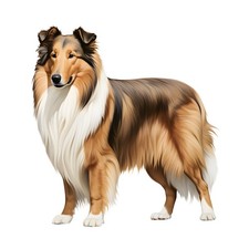 3x Sticker Long Hair Collie
