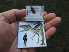 Zahn vom Raptor Deltadromeus