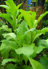 Kentucky Burley Tabaksamen Tabakanbau Rauchtabak Zigaretten Pfeifen Tabak Samen