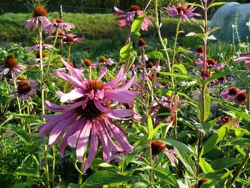 Sonnenhut doppeldecker 25 - sonnenhut,