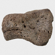 Fossil Mammut Basipodium M