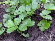 10 kleine pikierte allgemein bekannte Erdbeer-Pflanzen wurzelnackt senga sengana