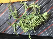 Kunststoffpflanzen Plastikpflanzen Terrariumpflanzen Aquariumpflanzen Farn grün