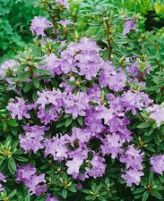 Rhododendron impeditum